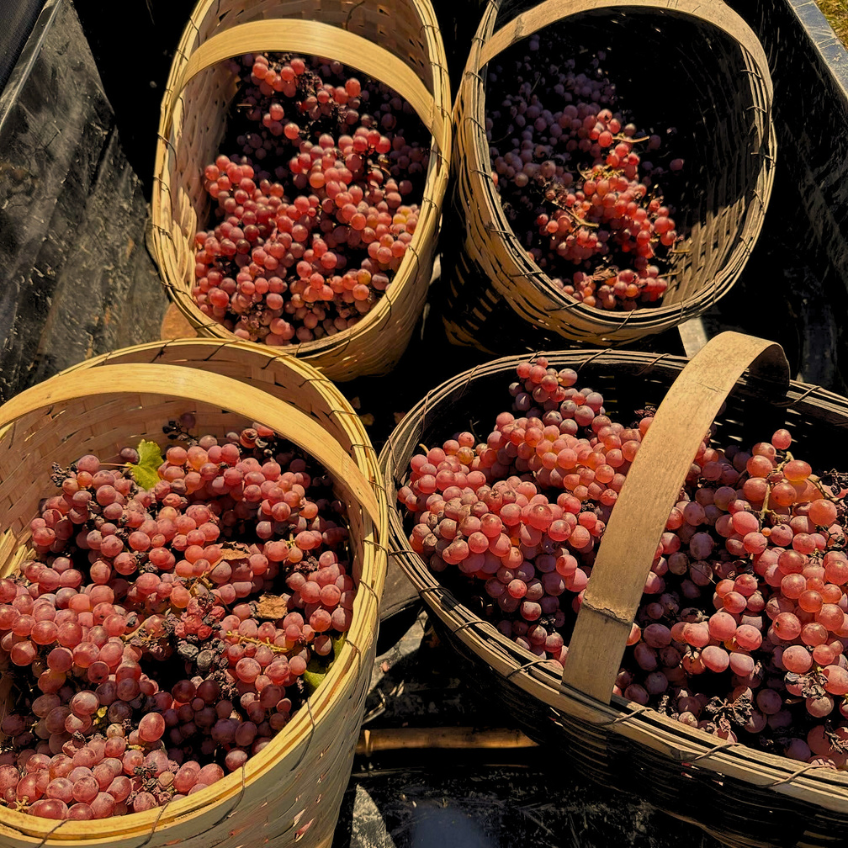 Anapea Winery Images
