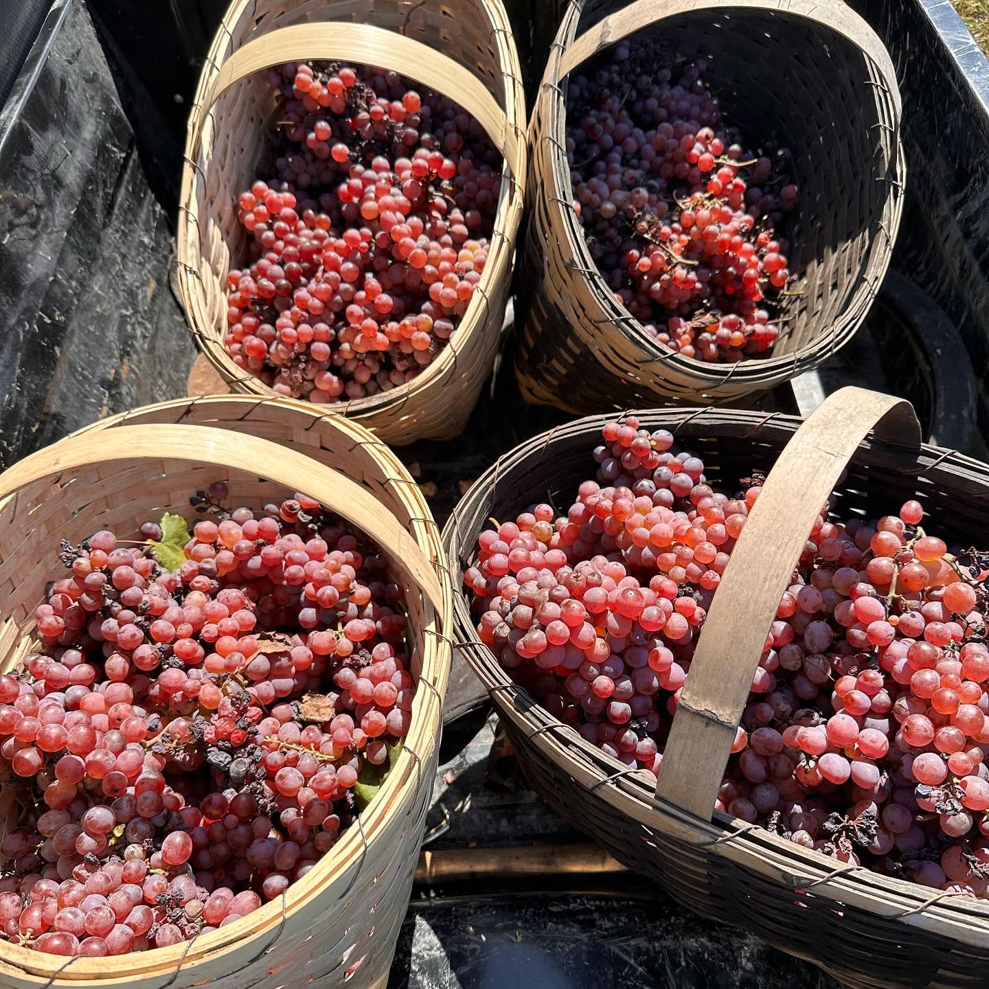 Anapea Winery Images